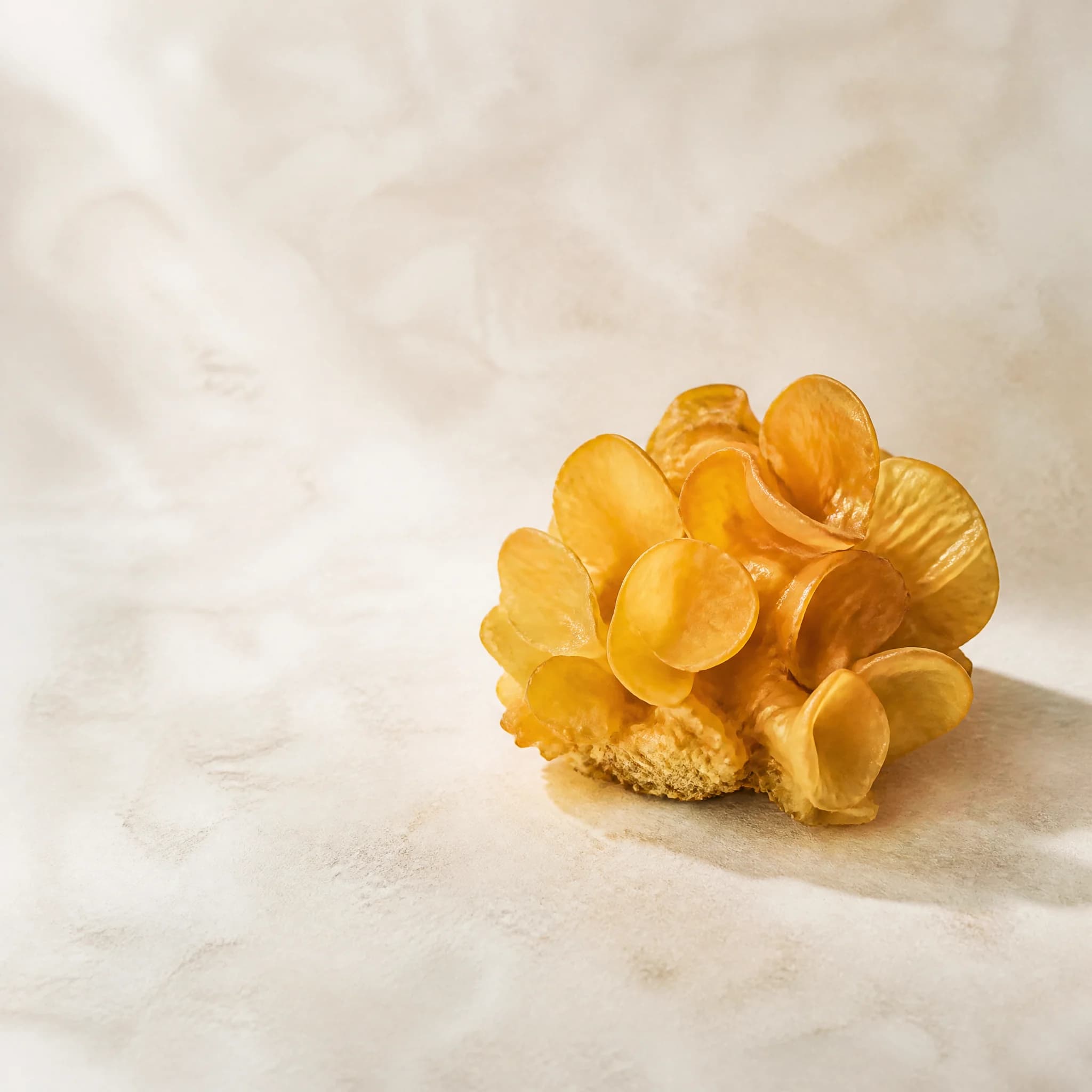 Golden ear mushrooms for specialty ingredient review