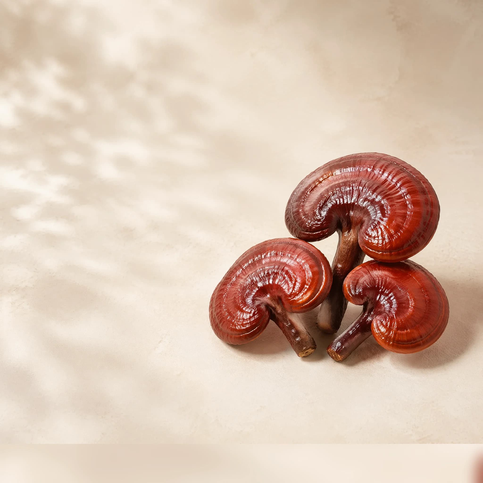 Controlled-environment lingzhi mushrooms for specialty mushroom review