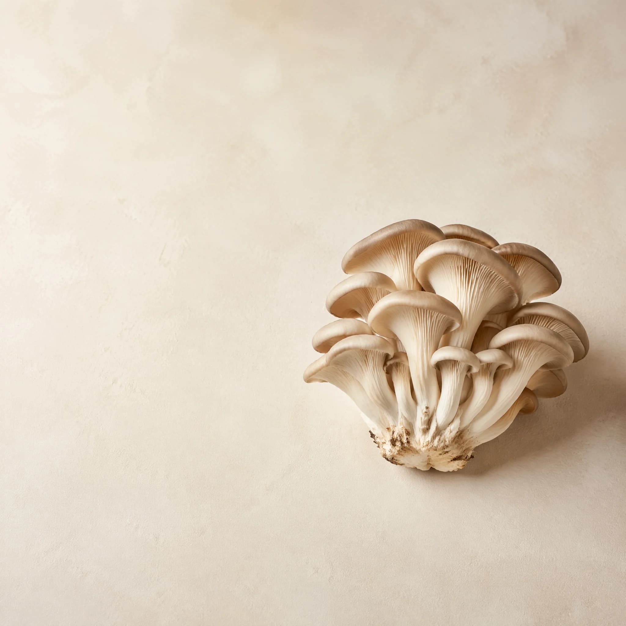 Controlled-environment oyster mushrooms for fresh foodservice review