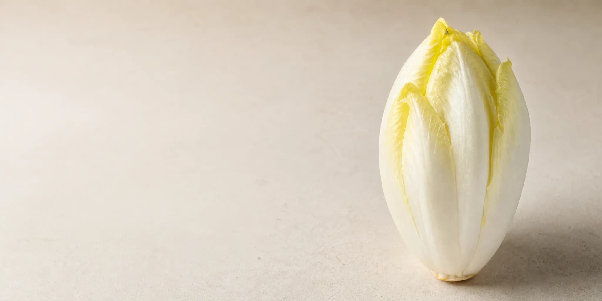 Fresh Belgian endive for foodservice and produce sourcing